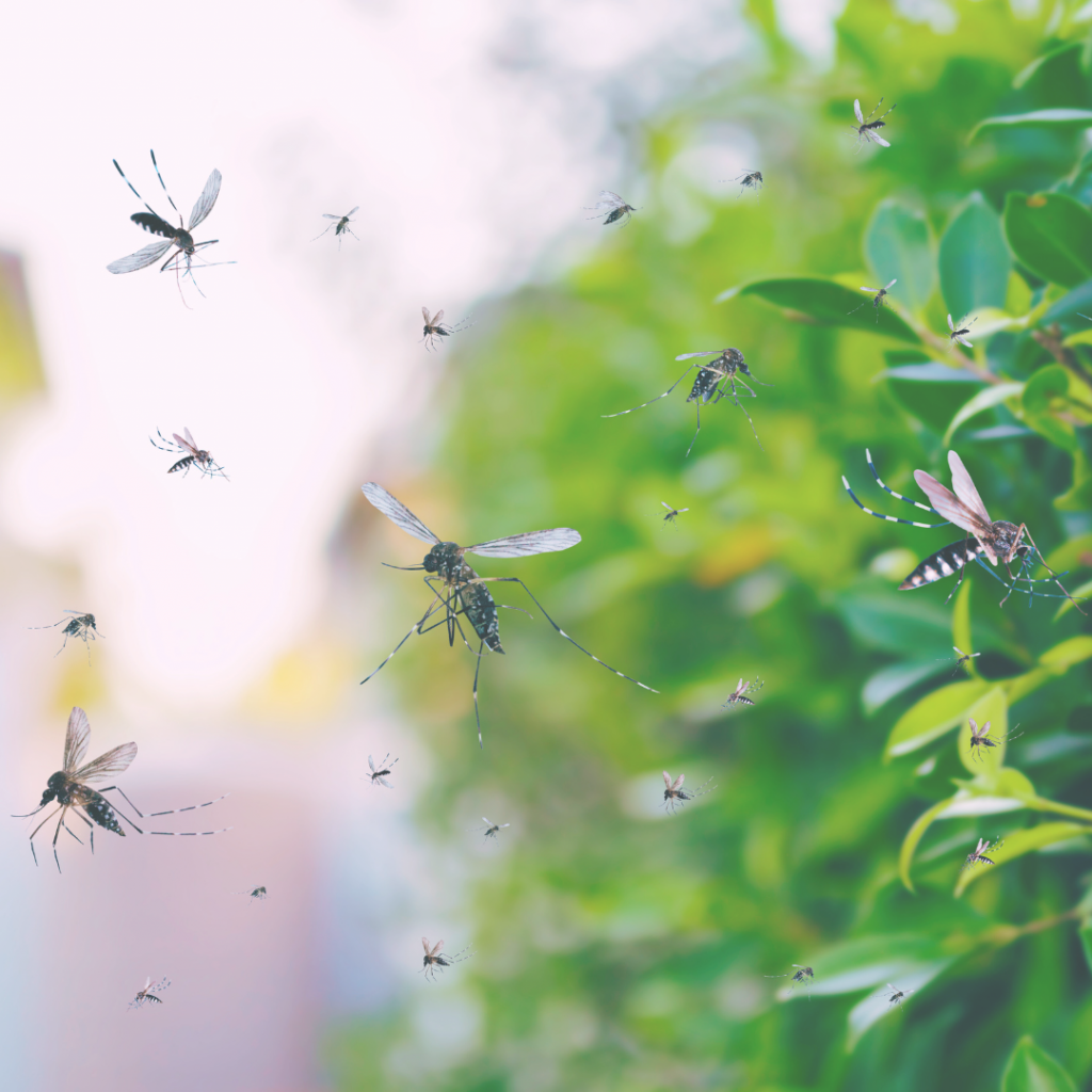 Dengue: da malattia tropicale a minaccia globale – 14 maggio 2024, Aula Magna Ex Presidenza, Careggi