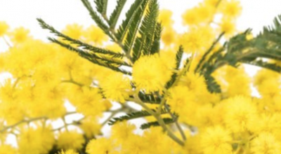 Bilancio di genere a Careggi, i primi dati 2026 in occasione dell’8 marzo Giornata internazionale della donna