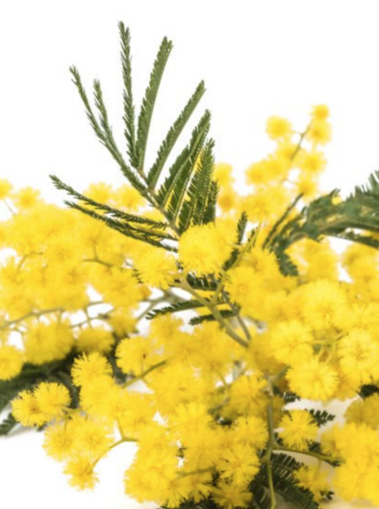 Bilancio di genere a Careggi, i primi dati 2026 in occasione dell’8 marzo Giornata internazionale della donna